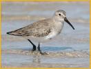 Nonbreeding<BR>Semipalmated Sandpiper