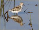 Semipalmated Sandpiper