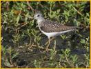 Solitary Sandpiper