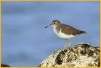 Juvenile <BR>Spotted Sandpiper