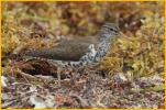 Spotted Sandpiper