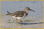 Nonbreeding<BR>Spotted Sandpiper