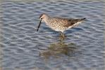 Transition<BR>Stilt Sandpiper