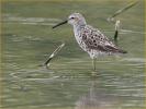 Stilt Sandpiper
