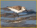 Nonbreeding<BR>Western Sandpiper