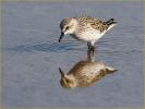 Western Sandpiper