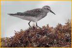 White-rumped Sandpiper