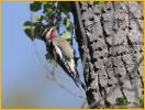 Red-naped Sapsucker