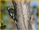 Williamson's Sapsucker