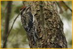 Female <BR>Yellow-bellied Sapsucker