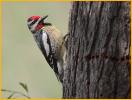 Yellow-bellied Sapsucker