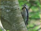 Black-crowned Female<BR>Yellow-bellied Sapsucker