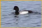 Greater Scaup