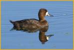 Female<BR>Lesser Scaup