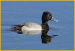 Lesser Scaup