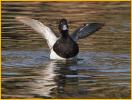 Lesser Scaup