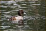 First Winter<BR>Lesser Scaup