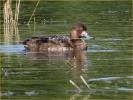 Nonbreeding Female<BR>Lesser Scaup