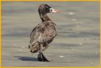 Juvenile <BR>Surf Scoter