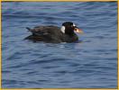 Surf Scoter