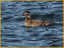 Female <BR>Surf Scoter