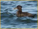 First Winter <BR>Surf Scoter