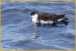 Audubon's Shearwater
