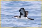 Audubon's Shearwater
