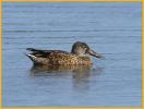 Fall <BR>Northern Shoveler