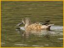 Eclipse <BR>Northern Shoveler