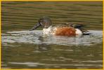 Transition <BR>Northern Shoveler