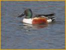 Northern Shoveler