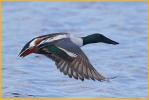 Northern Shoveler