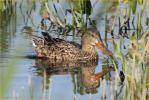 Female<BR>Northern Shoveler
