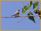African Silverbill
