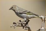 Pine Siskin