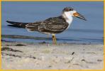 Juvenile <BR>Black Skimmer