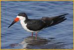 Black Skimmer