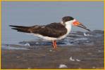 Nonbreeding<BR>Black Skimmer