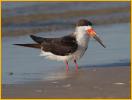 First Winter<BR>Black Skimmer
