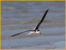 Nonbreeding<BR>Black Skimmer