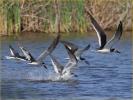 Black Skimmers