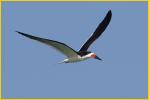 Black Skimmer