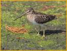 Wilson's Snipe