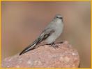 Drab-winged<BR>Townsend's Solitaire