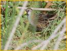 Nonbreeding Sora