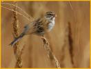 Nonbreeding <BR>Chipping Sparrow