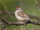 Chipping Sparrow