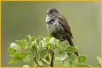 Thick-billed <BR>Fox Sparrow