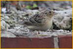 Northern<BR>Grasshopper Sparrow